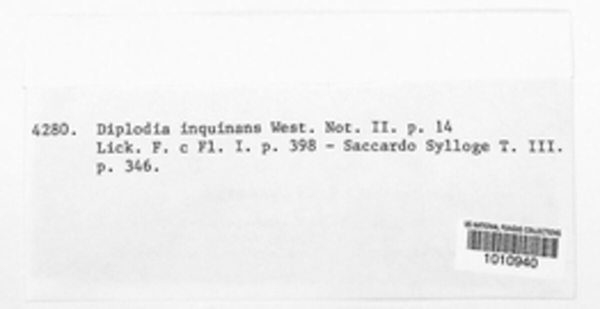 Diplodia inquinans image